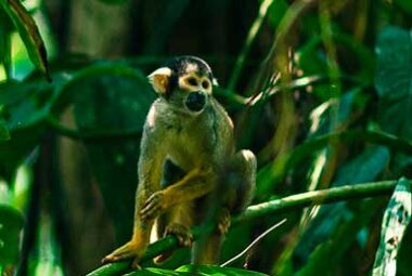 Tour Tambopata 3 Días