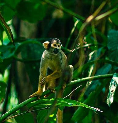 Tour Tambopata 3 Días